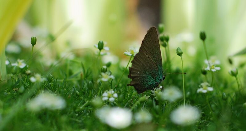 Green Butterfly on Flowers — Serene