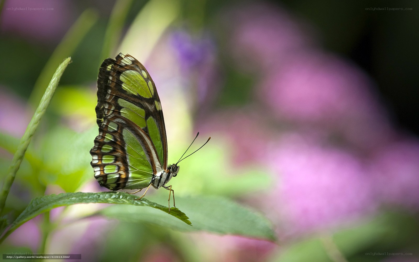 Green butterfly on leaf