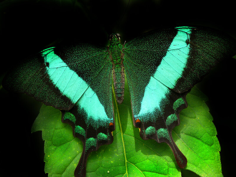 green butterfly on leaf