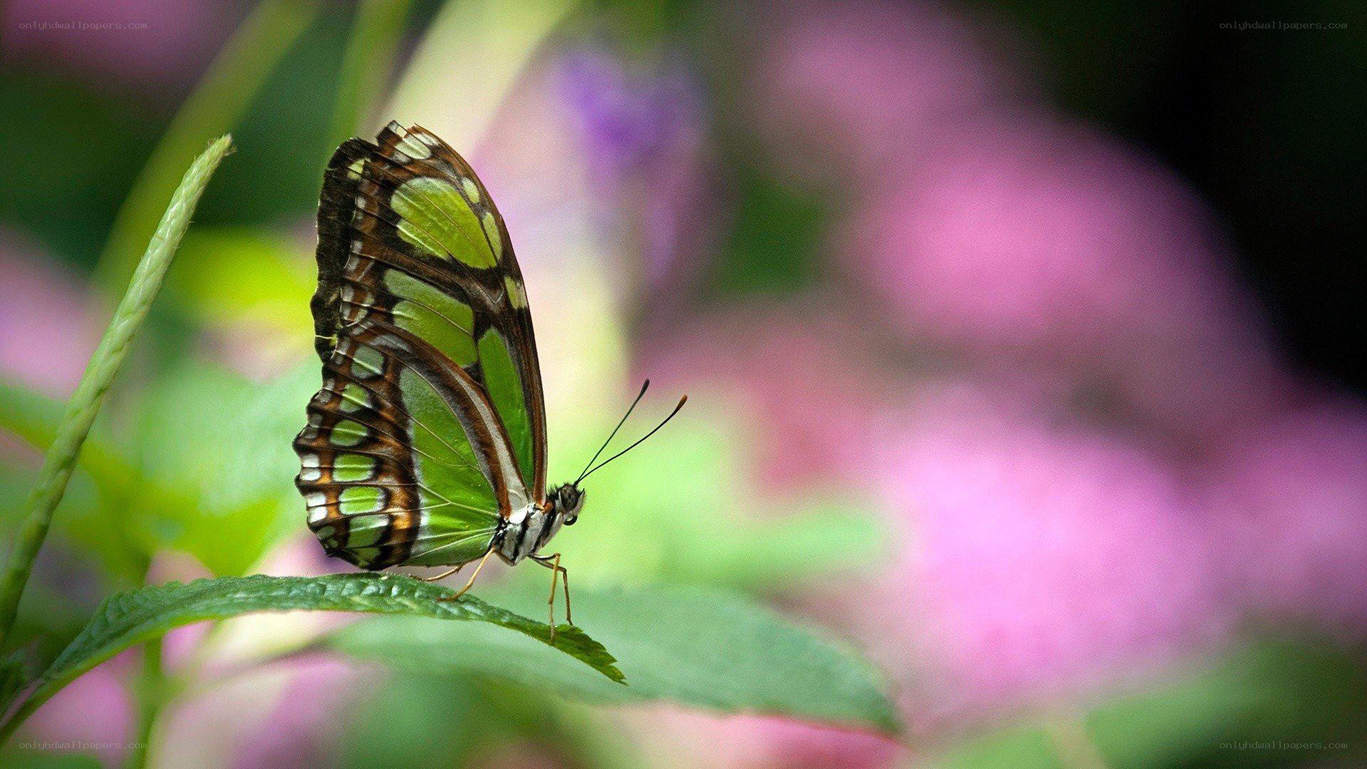 green butterfly on leaf