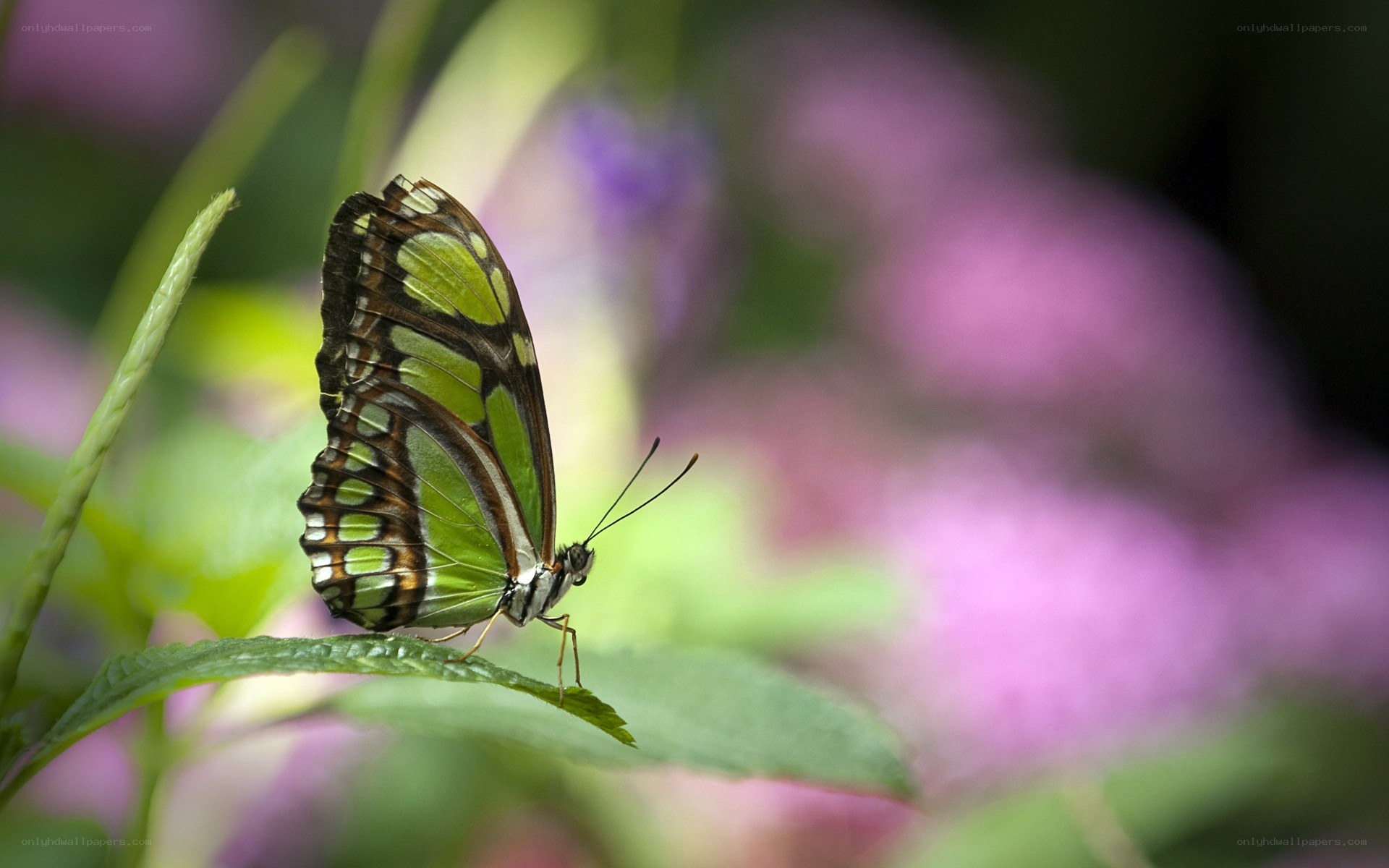 Green butterfly on leaf