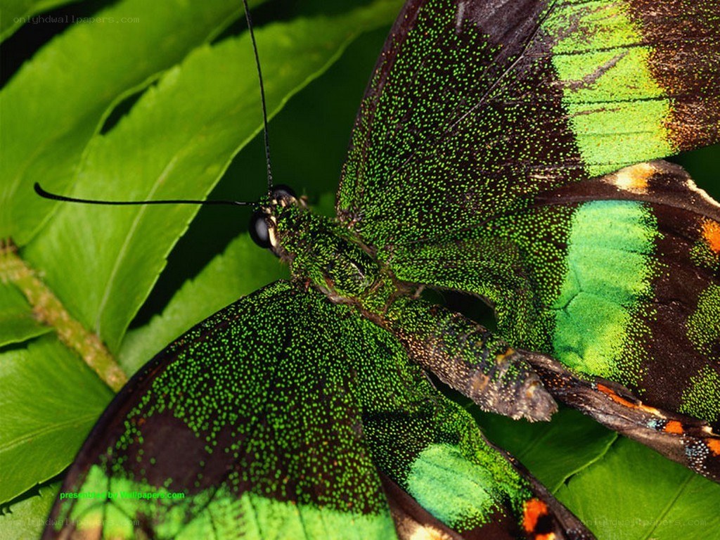 green butterfly on leaf