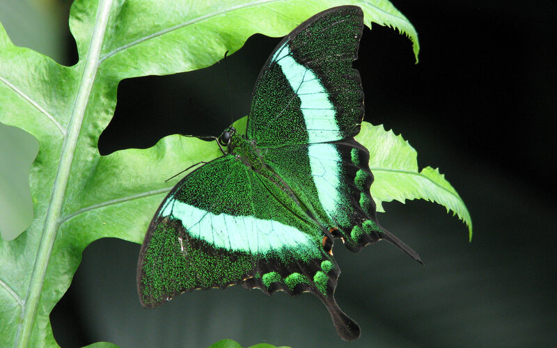 green butterfly on leaf