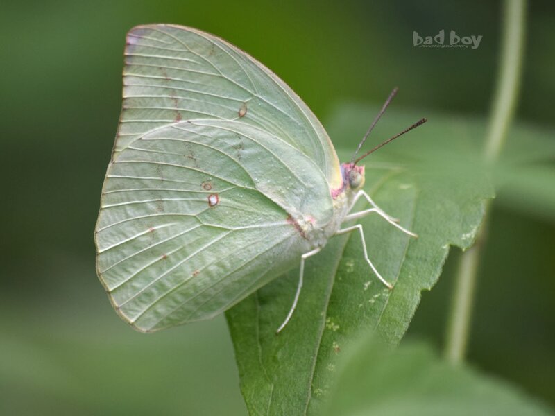 Green Butterfly on Leaf — Calm, Photograph, Antennae