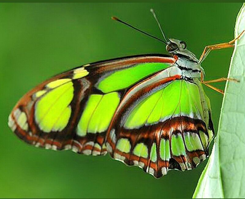 Green Butterfly on Leaf — Calm, Photograph