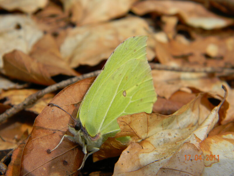 Green Butterfly on Leaf — Calm
