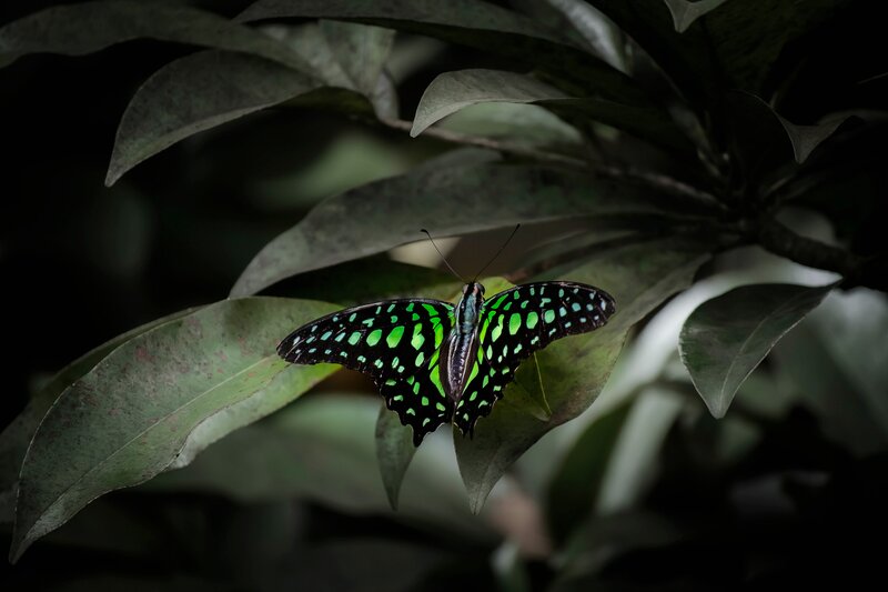 Green Butterfly on Leaf — Dramatic