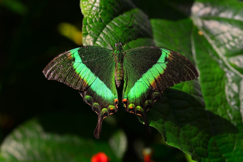 Green Butterfly on Leaf — Natural, Photograph, Antennae