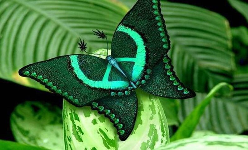 Green Butterfly on Leaf — Natural, Photograph, Plant