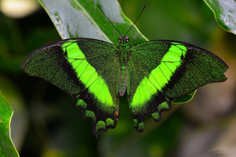 Green Butterfly on Leaf — Natural, Photograph