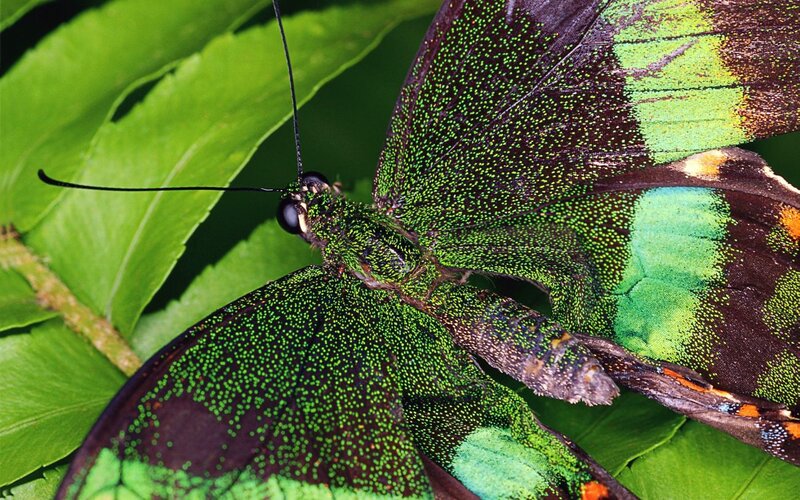 Green Butterfly on Leaf — Natural
