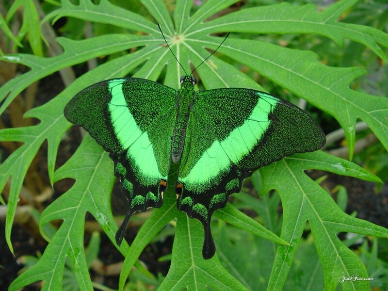 Green Butterfly on Leaf — Photograph