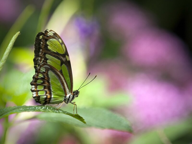 Green Butterfly on Leaf — Serene, Afternoon, Photograph