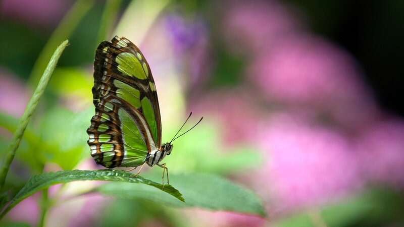 Green Butterfly on Leaf — Serene, Afternoon