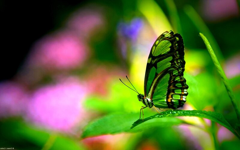 Green Butterfly on Leaf — Serene, Photograph