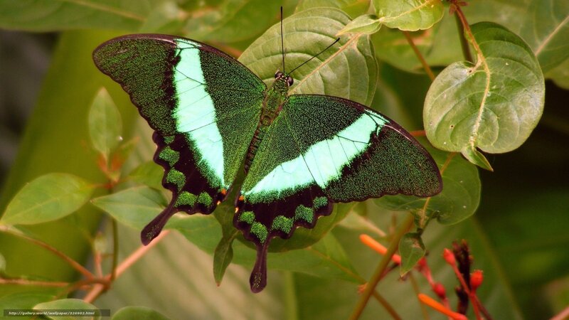 Green butterfly on leaf