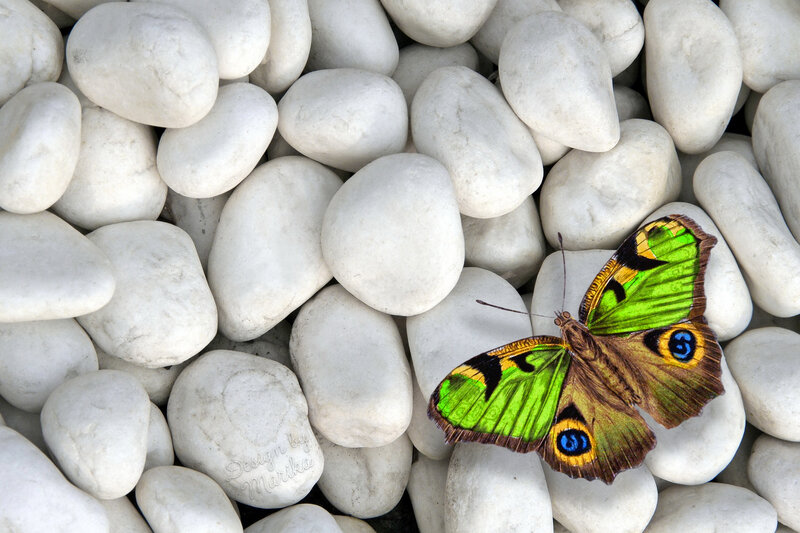 Green Butterfly on Pebbles