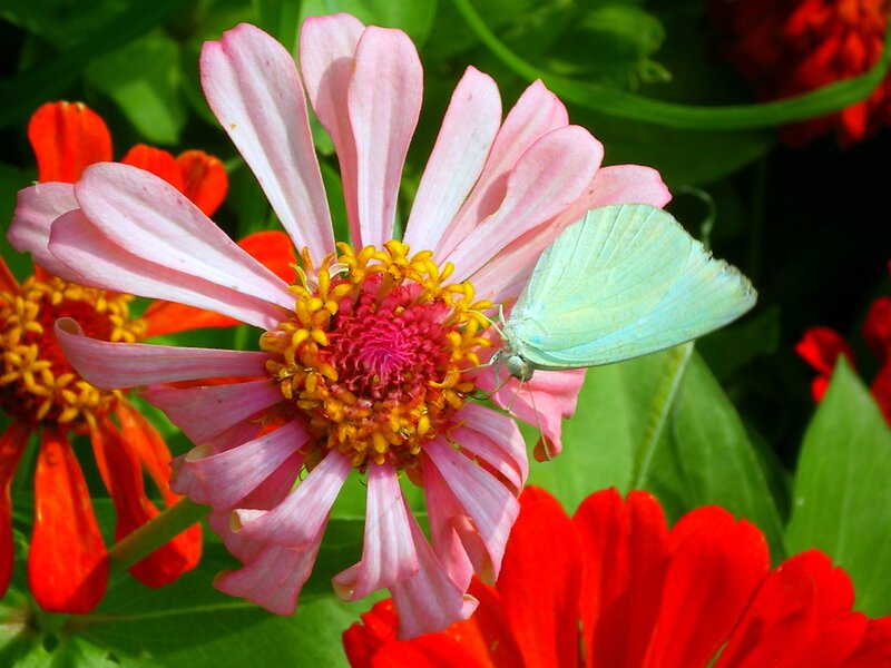 Green Butterfly on Pink Flower — Calm