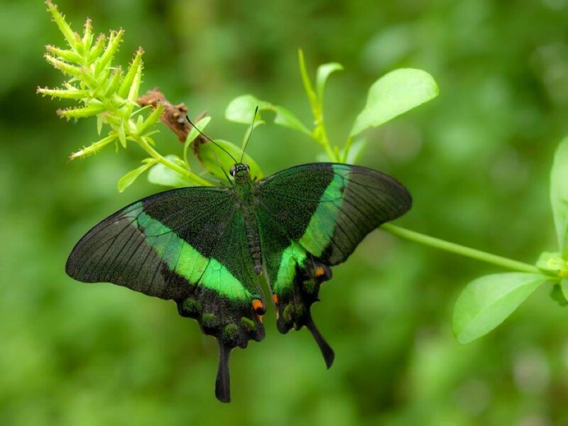 green butterfly on plant