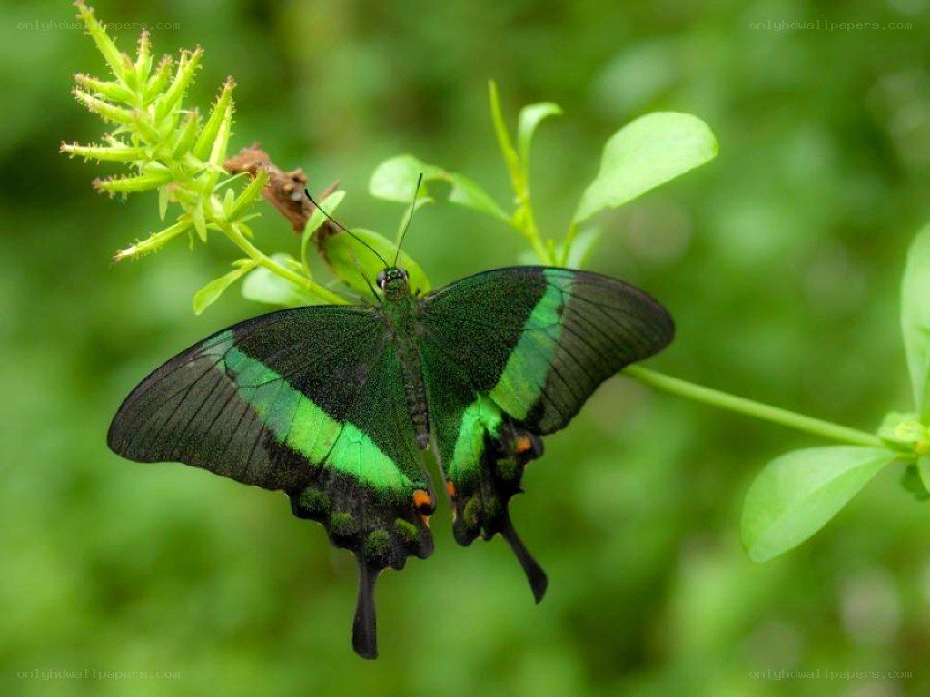 green butterfly on plant