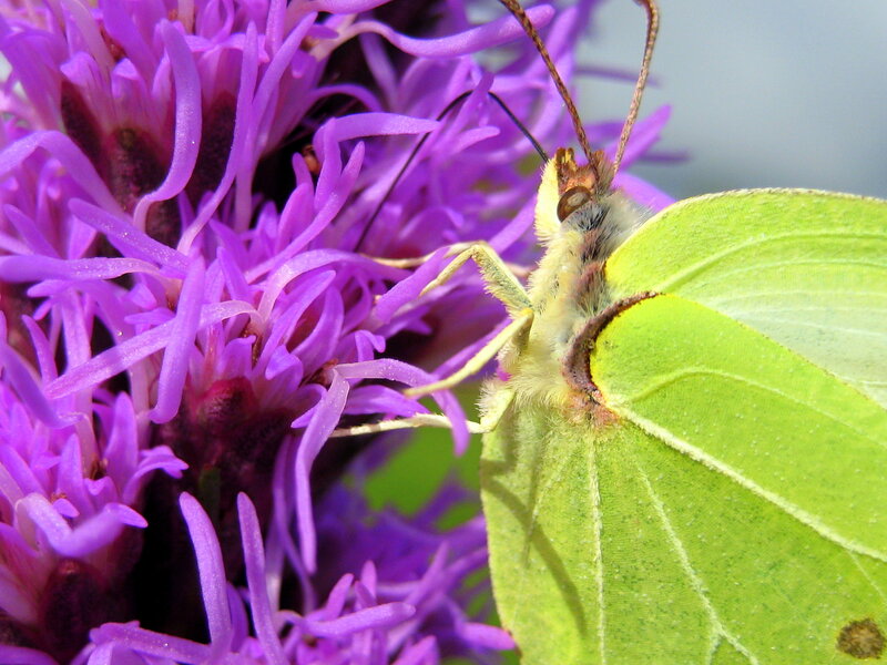 Green Butterfly on Purple Flower — Calm