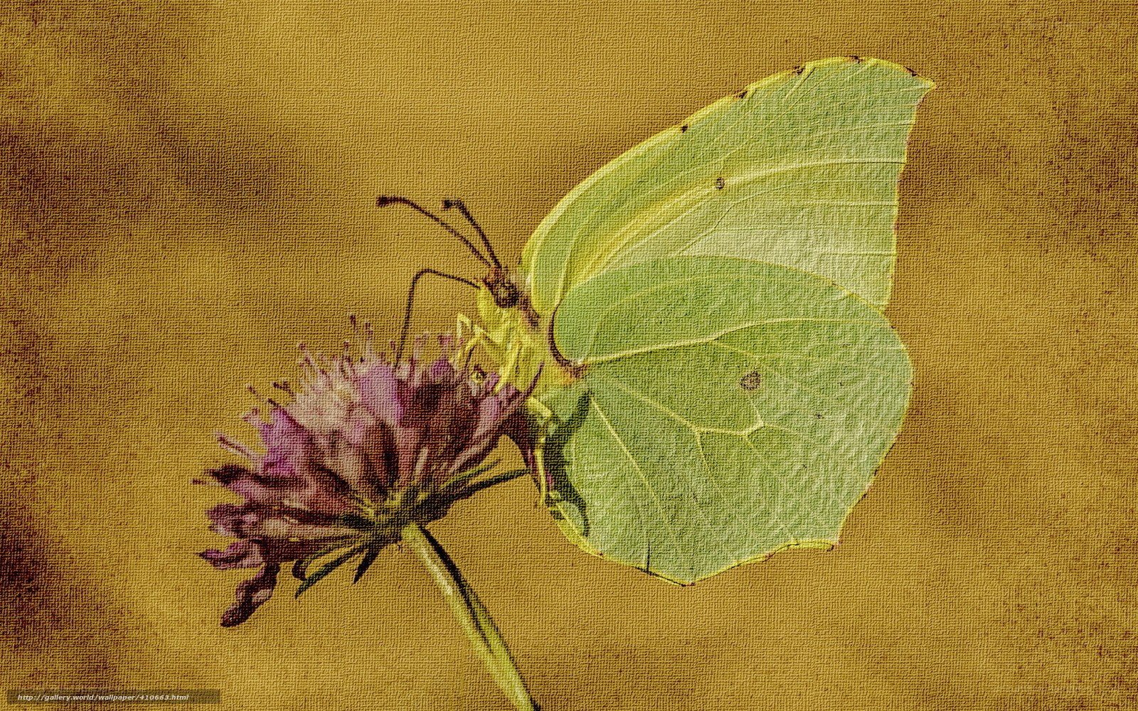 Green butterfly on purple flower