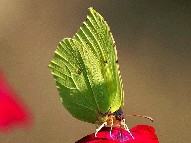 green butterfly on red flower