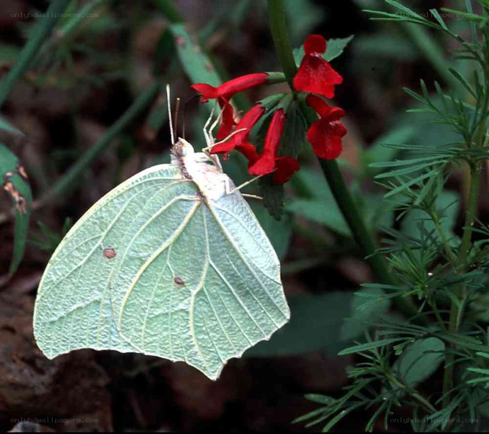 Green butterfly on red flowers