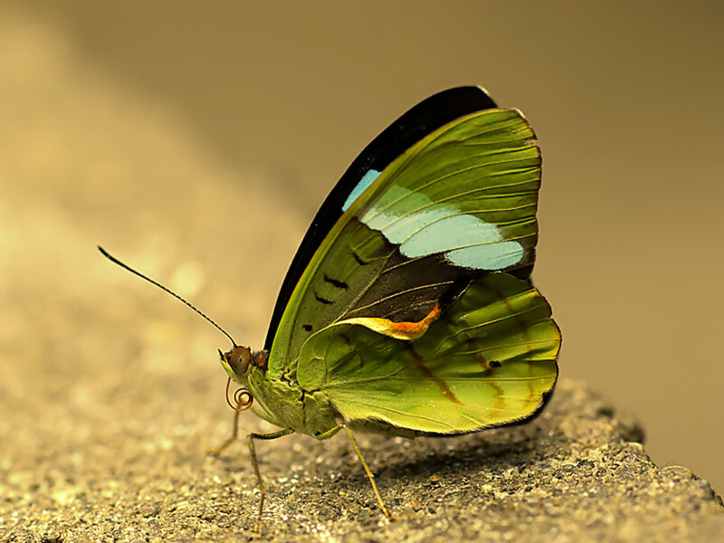 Green Butterfly on Rock