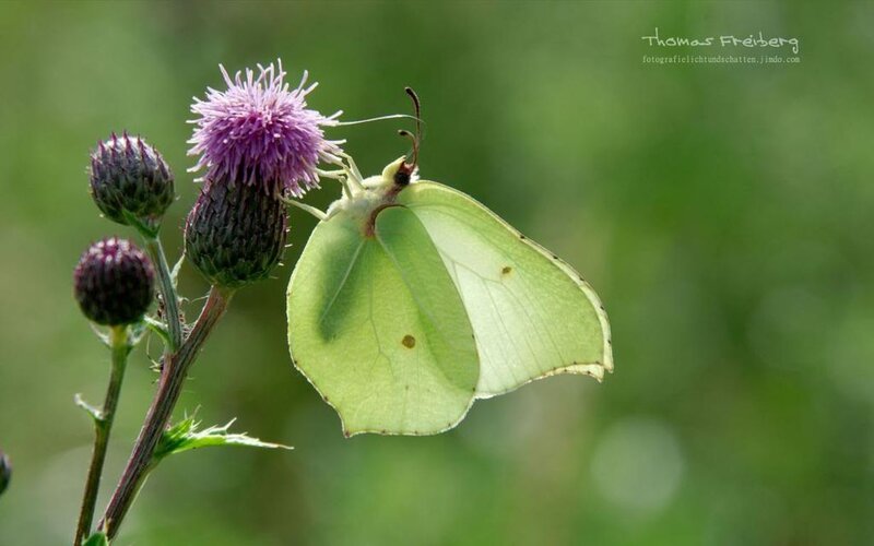 Green Butterfly on Thistle