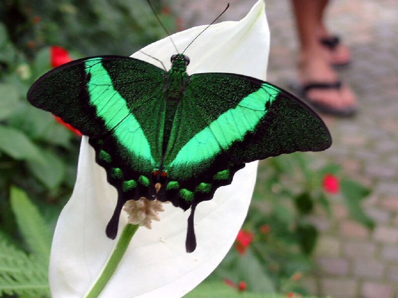 Green Butterfly on White Flower