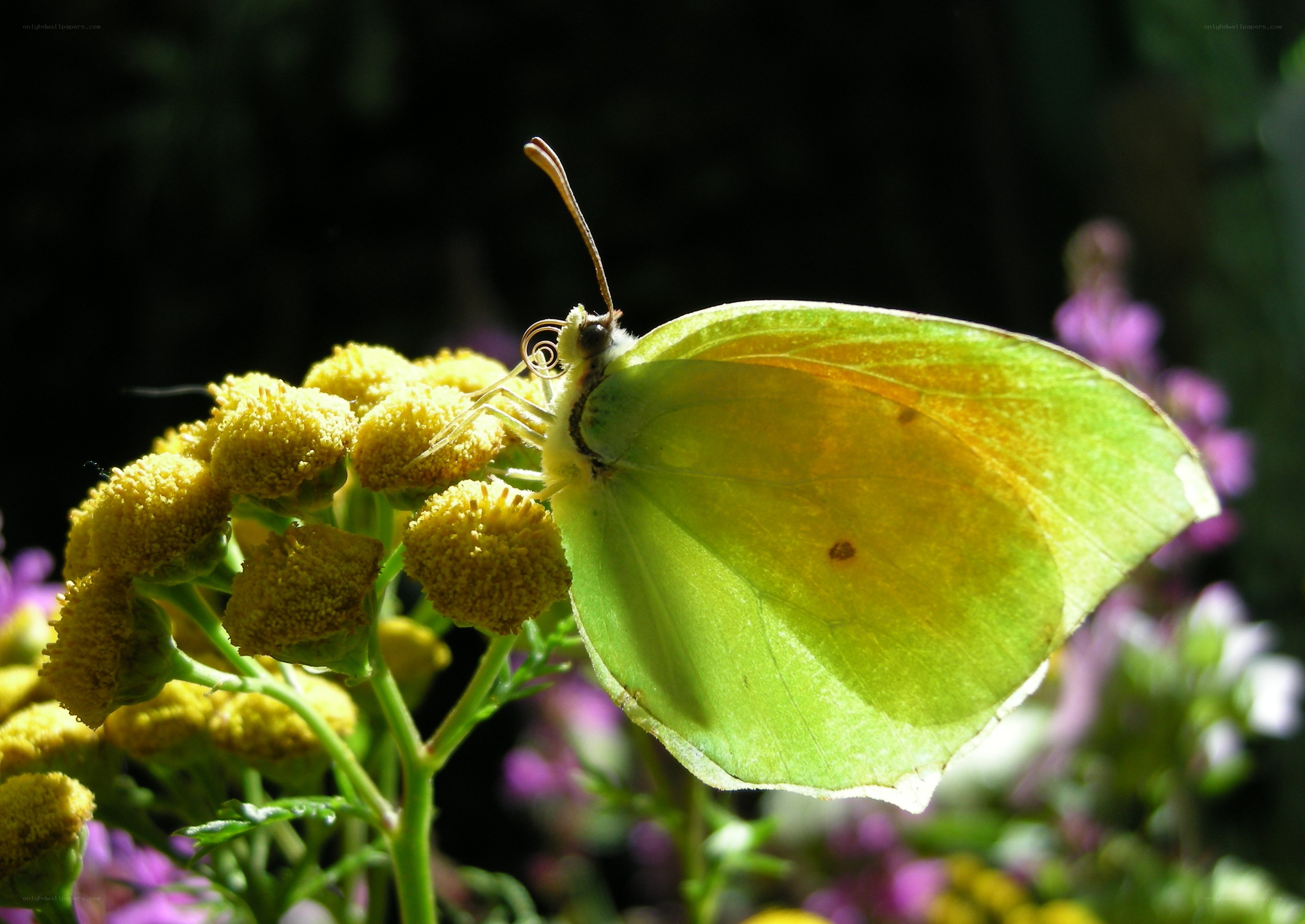 Green butterfly on yellow flower