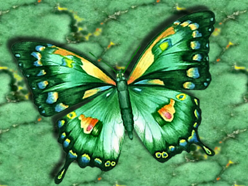 Green Butterfly