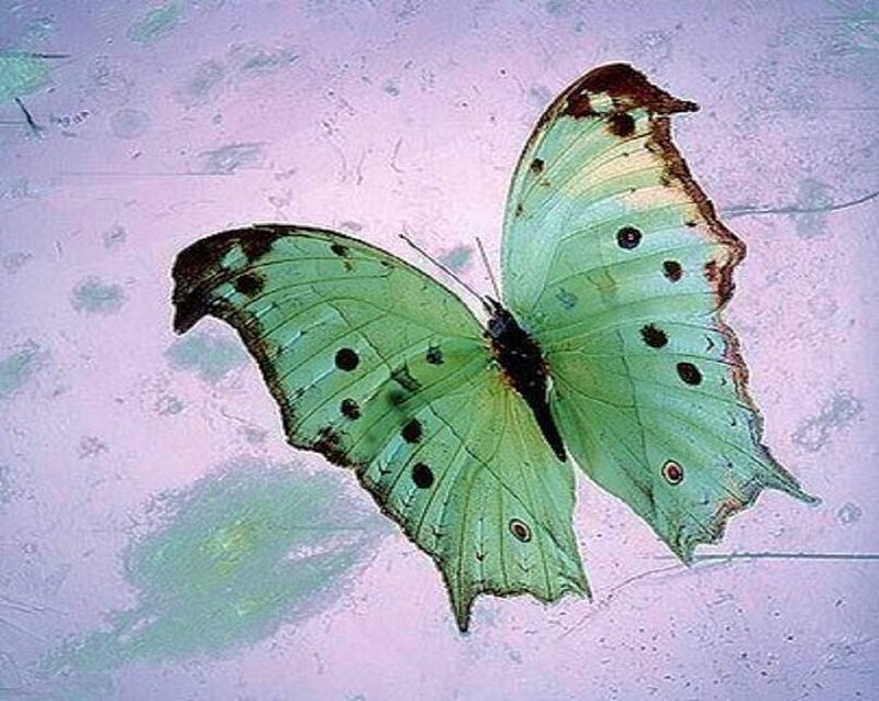 green butterfly with black spots