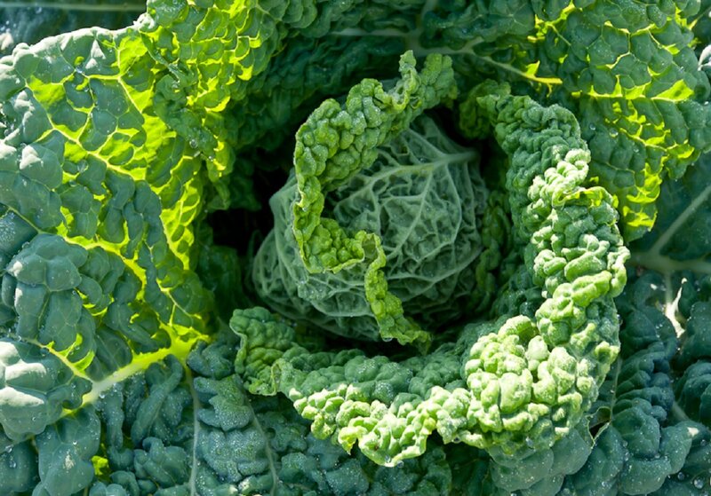 Green Cabbage Head