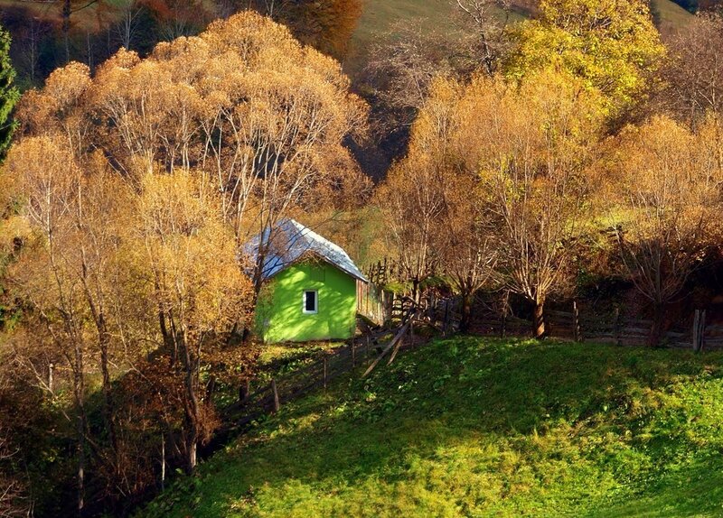 Green Cabin in Forest