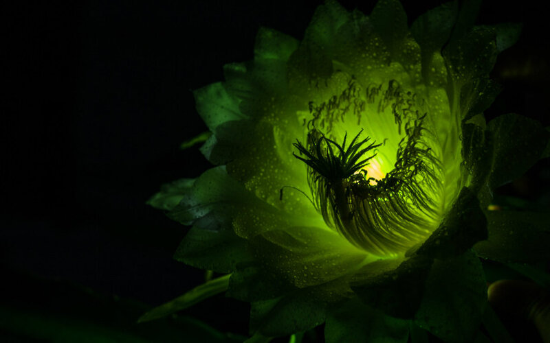 Green Cactus Flower