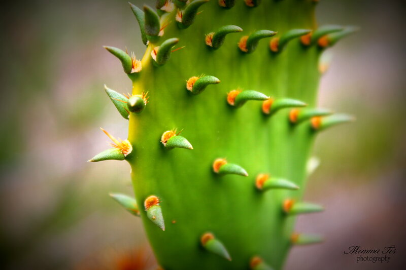 Green Cactus Pad — Natural