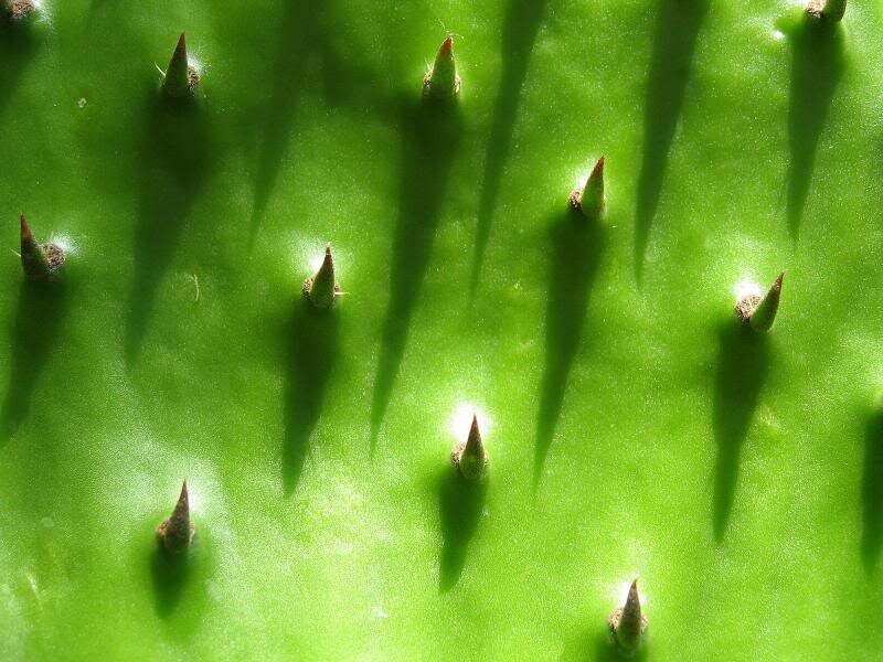 Green Cactus Pad