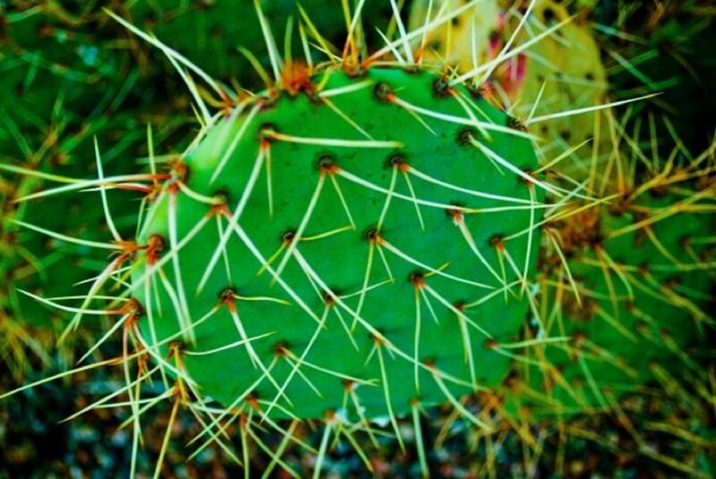Green Cactus Pad with Spines