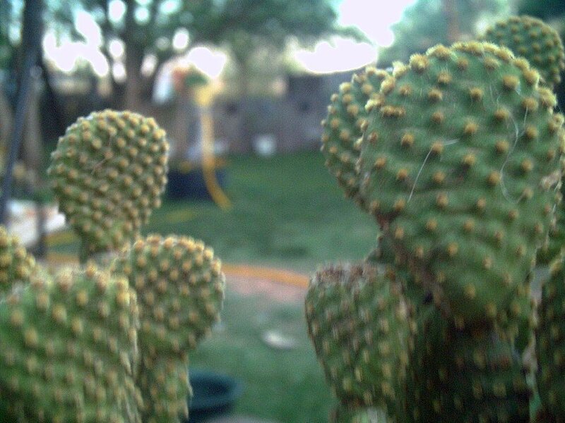 Green Cactus Pads