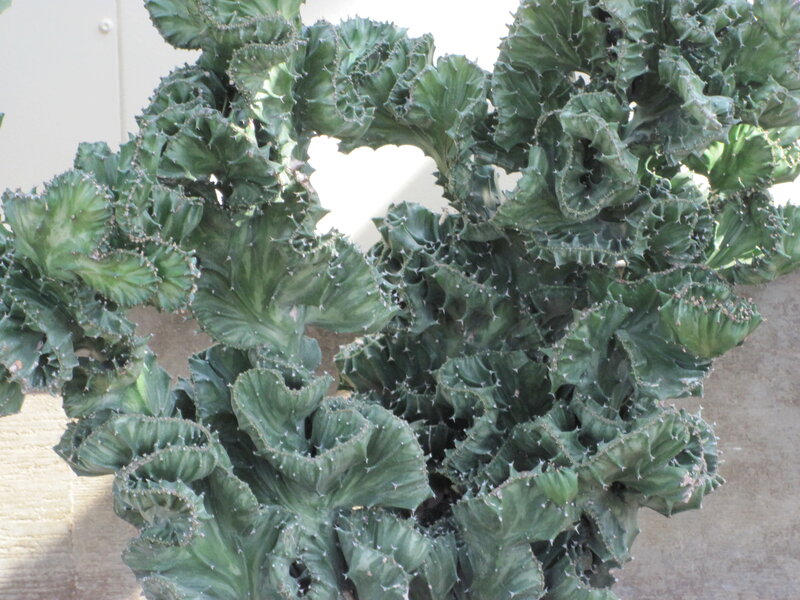 Green Cactus Plant — Calm