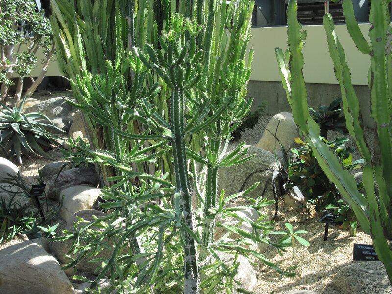 Green Cactus Plant