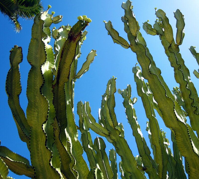 Green Cactus Plants