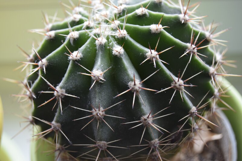 Green Cactus with Spines — Calm, Photograph