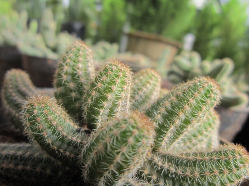 Green Cactus with Spines — Calm
