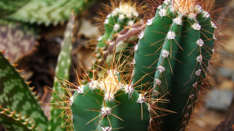 Green Cactus with Spines — Natural, Photograph