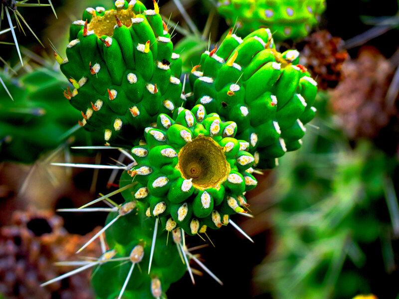 Green Cactus with Spines — Natural