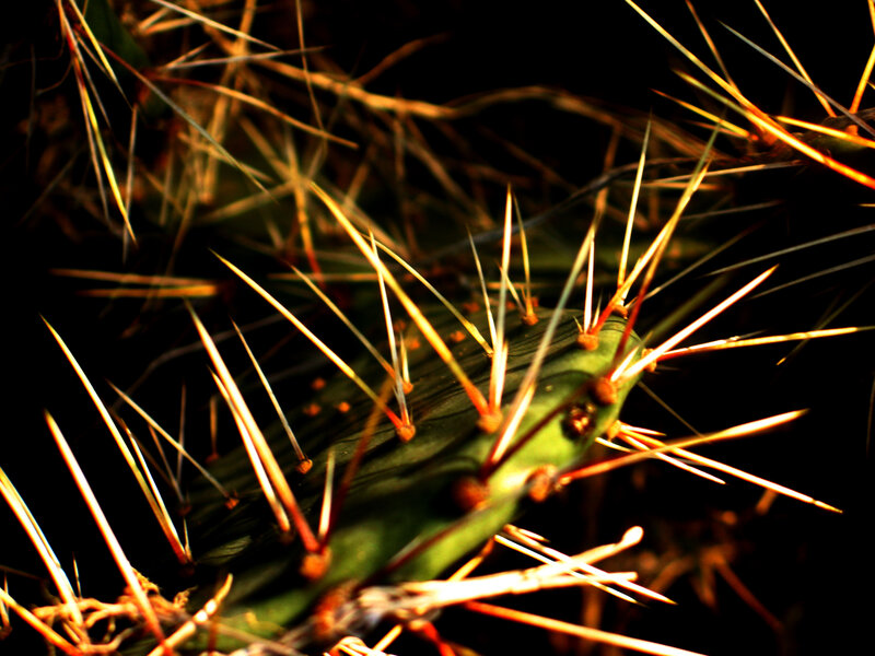 Green Cactus with Spines