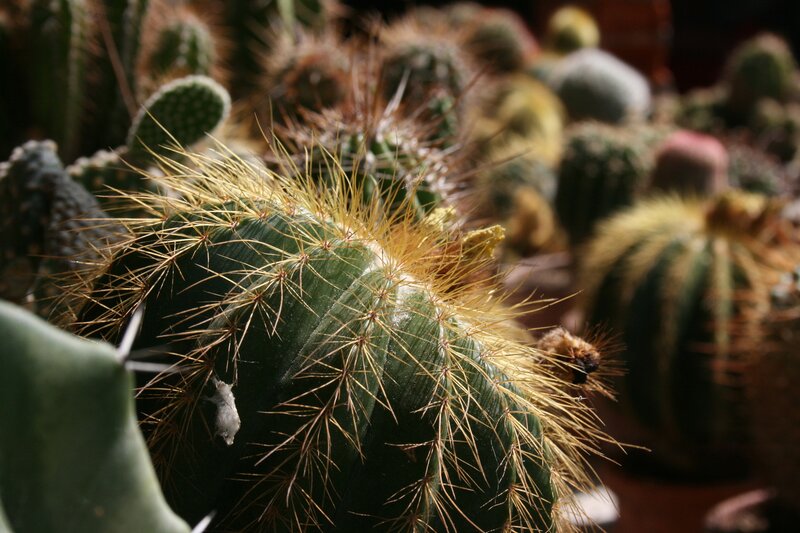 Green Cactus with Yellow Spines